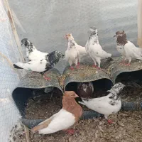 کبوتر کله دم سبز
