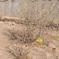 فروش نهال زیتون و انار