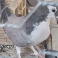 کبوتر|پرنده|اصفهان, زهران|دیوار