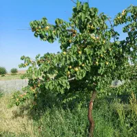 باغچه در تاج خاتون همراه اب|فروش زمین و ملک کلنگی|سلفچگان, |دیوار