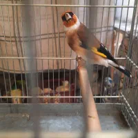 جوجه سهره سهره کهنه دوساله