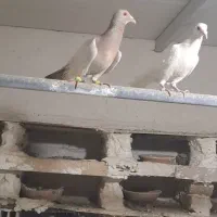 کبوتر پرنده هفت رنگ|پرنده|خرمدشت, |دیوار