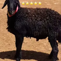 فروش چند راس گوسفند نژاد دار قیمت مناسب