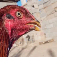 لاری افغان|حیوانات مزرعه|فاضل آباد, |دیوار