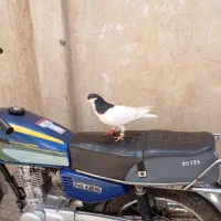 تعدادی کفتر|پرنده|مشهد, محمدآباد|دیوار