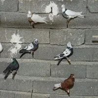 رنگ دمبی تهرانی|پرنده|چگنی, |دیوار