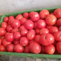 گوجه  مشهدی