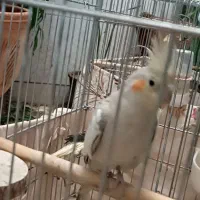 عروس هلندی مولد