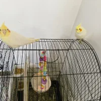 عروس هلندی جفت نر و ماده سفید  و یدونه طوسی