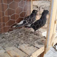 کبوتر سرور دم سفید