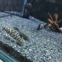 لوچ پاکستانی یا کوماندو|ماهی|اردبیل, |دیوار