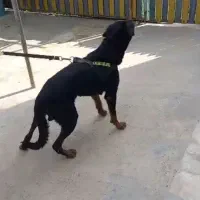 سگ گارد نژاد روت وایلر نر