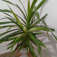 گل فروشی پاندانوس 1.5متروکاکتوس قد2متر