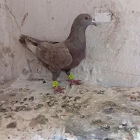 چند تا کفتر صید معاوضه هم دارم|پرنده|مشهد, مهدی آباد|دیوار