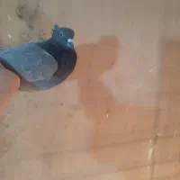 کبوتر|پرنده|لاهیجان, آهندان|دیوار