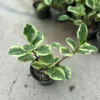 گل قاشقی ابلق/قاشقی سبز مستقیم از تولیدی