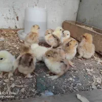 کوشین(جوجه کوشین مرغ و خروس مینیاتوری ست جاپنیز)|حیوانات مزرعه|گرگان, |دیوار