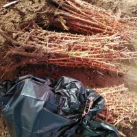 نهال زرشک بیدانه پفکی ، درخت زرشک ،گلخانه نهالستان