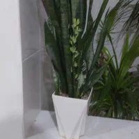 گل طبیعی و گلدان سرامیکی