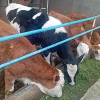 ۴ راس گوساله