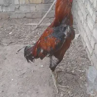 خروس لاری