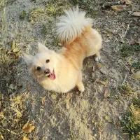 اشپیتز پامر نر ۱ سالم نیمه