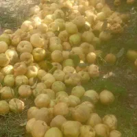 انار و به محلی خبر.