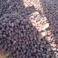 فروش 150کیلولوبیا قرمز