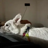 سگ تربیت شده|سگ|سقز, |دیوار