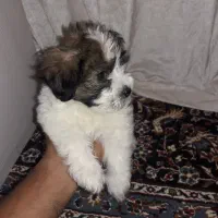 واگذاری سگ شیتزو فلت