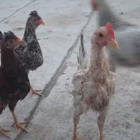 مرغ  ونیمچه