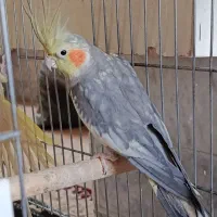 عروس هلندی|پرنده|یزد, |دیوار