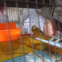 قناری بخون درشت و کشیده