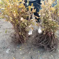 ارقام برتر گردو و زرشک و بادام و سماق