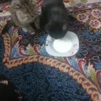 واگذاری بچه گربه رایگان