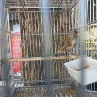 سهره قناری|پرنده|جهرم, |دیوار