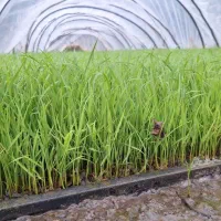 (بانک نشا) سفارش توم هاشمی