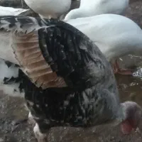 بوقلمون نر سنگین بندرگز