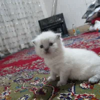 گربه|گربه|مشهد, فرهنگ|دیوار
