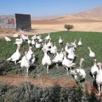 بوقلمون گوشتی