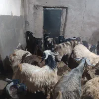 هفت عدد نر بز