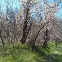 باغ-مشجر-و-انگوری-در-واران-جاسب