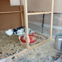 لاری|حیوانات مزرعه|تهران, دانشگاه شریف|دیوار