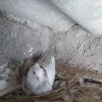 جفت نروماده طوقی خوشگل و اس