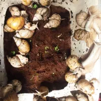 فروش فوری حلزون با نصف قیمت|خزنده|تبریز, |دیوار