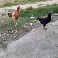 خروس ، مرغ و جوجه لاری