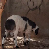 بره نر|حیوانات مزرعه|خمک, |دیوار