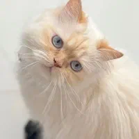 گربه ماده پرشین