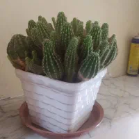 گل کاکتوس وگل حسنی یوسف