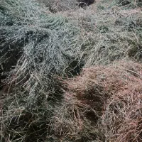 یونجه خشک وکاهش گندم دستگاه|حیوانات مزرعه|داورزن, |دیوار